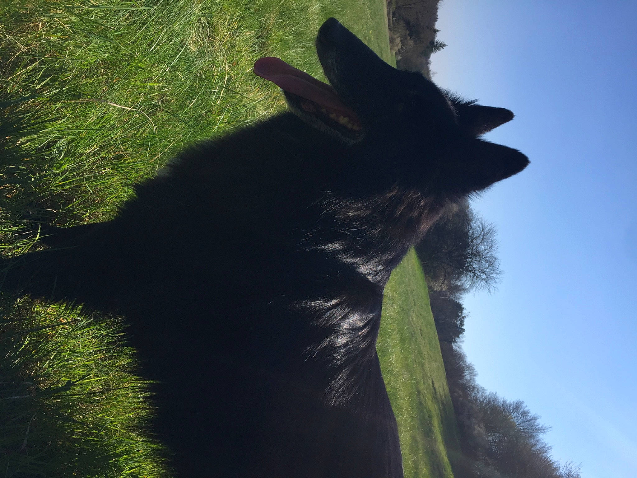 Gipsy a rejoint le concours — aidez-le/la à gagner de superbes lots ! canidae, dog_breed, ear, fawn, fur, gesture, grass, grassland, livestock, plant, shadow, sky, snout, tail, terrestrial_animal, tints_and_shades, tree, whiskers, wildlife, working_animal