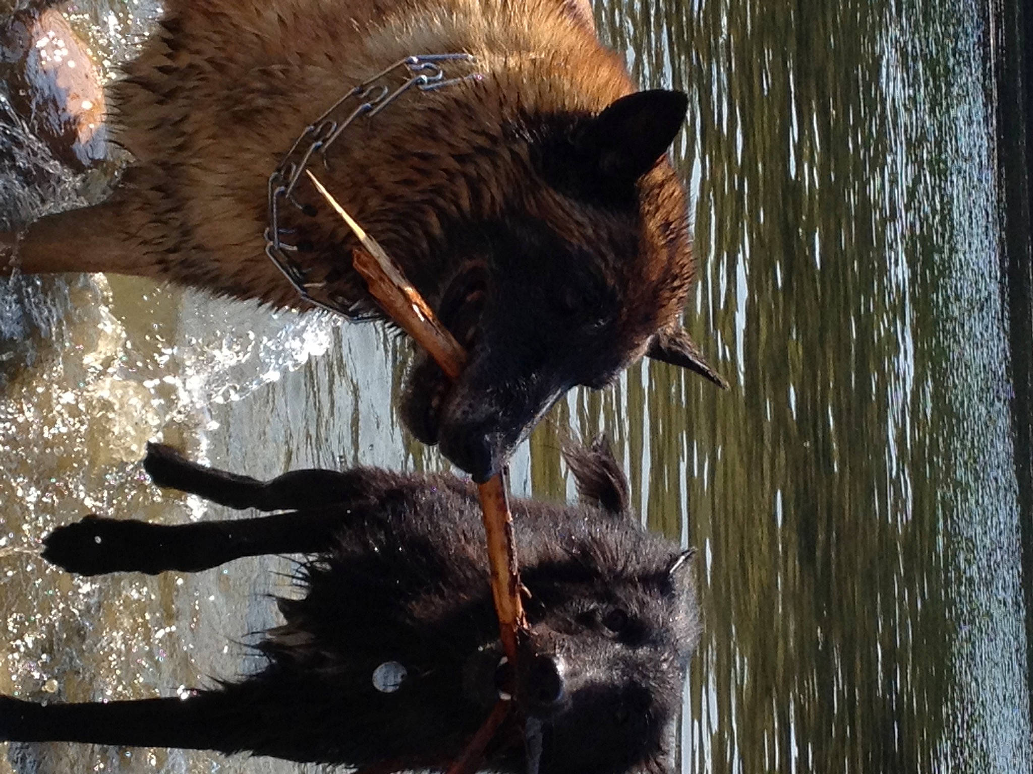 Gipsy participe au concours pour gagner de l'argent avec cette photo : american_black_bear, canidae, carnivore, dog_breed, felidae, fur, lake, liquid, liver, reflection, snout, sporting_group, tail, terrestrial_animal, trunk, vertebrate, water, watercourse, wildlife, working_animal