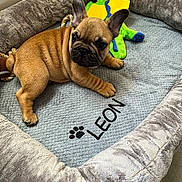 Léon participe au concours pour gagner de l'argent avec cette photo : animal, brown_fur, companion, cozy, curious, cute, dog, dragon_toy, french_bulldog, indoor, leon, lying_down, pet, pet_bed, plush_toy, puppy, resting, small_dog, soft_texture, wrinkled_skin
