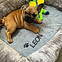 animal, brown_fur, companion, cozy, curious, cute, dog, dragon_toy, french_bulldog, indoor, leon, lying_down, pet, pet_bed, plush_toy, puppy, resting, small_dog, soft_texture, wrinkled_skin