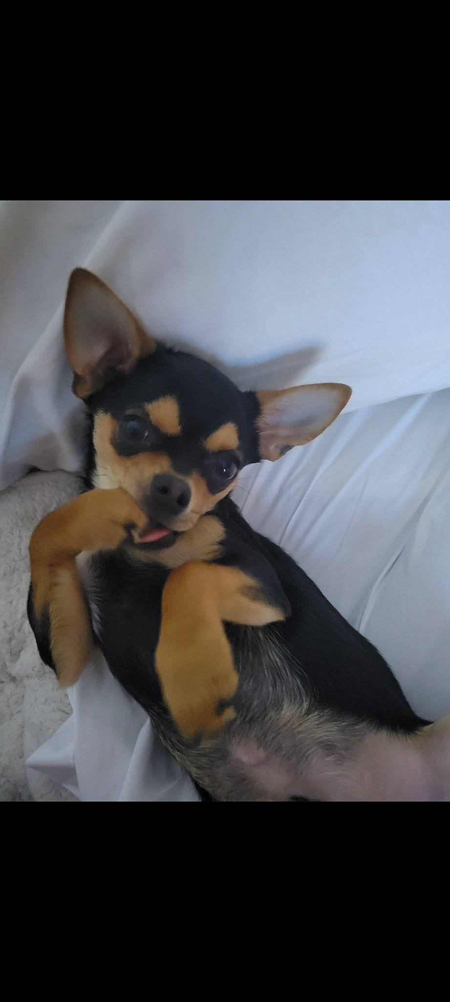 Calvin joined the competition — help win amazing prizes! canidae, carnivore, chihuahua, comfort, companion_dog, corgi_chihuahua, dog, dog_breed, ear, fawn, fur, mammal, non_sporting_group, paw, puppy, sporting_group, terrestrial_animal, toy_dog, whiskers, working_animal