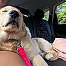 Maggie is registered to the contest to win money with this photo: dog, golden_retriever, puppy, sleeping, relaxed, car, car_interior, passenger, seatbelt, leash, pink_leash, fur, floppy_ears, closed_eyes, pet, travel, vehicle, outdoor_view, trees, portrait