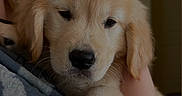 Maggie is registered to the contest to win money with this photo: dog, puppy, golden_retriever, fluffy, cream_fur, pet, animal, portrait, close_up, cuddling, being_held, paw, nose, eyes, whiskers, indoors, warm_lighting, cozy, adorable, photography
