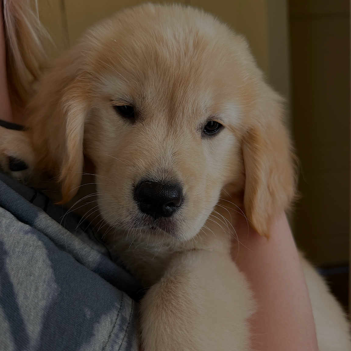 Maggie is registered to the contest to win money with this photo: dog, puppy, golden_retriever, fluffy, cream_fur, pet, animal, portrait, close_up, cuddling, being_held, paw, nose, eyes, whiskers, indoors, warm_lighting, cozy, adorable, photography