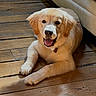 Maggie is registered to the contest to win money with this photo: dog, puppy, golden_retriever, pet, animal, canine, fluffy, furry, happy, smiling, tongue_out, lying_down, indoor, wooden_floor, couch, home, portrait, collar, brown_and_white, cute
