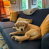 dog, puppy, golden_retriever, golden_fur, lying_down, couch, sofa, living_room, indoors, home, pillows, blanket, lamp, curtains, window, daylight, artwork, rug, relaxed, portrait