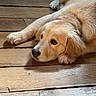 dog, golden_retriever, pet, lying_down, relaxed, fluffy, fur, golden_fur, dog_face, dog_eyes, paws, black_nose, portrait, indoor, wooden_floor, hardwood, close_up, animal, cute, calm