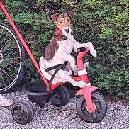 Azuela a rejoint le concours — aidez-le/la à gagner de superbes lots ! dog, tricycle, greenery, bicycle_wheel, gravel, outdoor, pet, playful, red, black, white, collar, leisure, animal, grass, person_part, wheel, toy, summer, fun