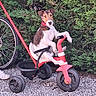 dog, tricycle, greenery, bicycle_wheel, gravel, outdoor, pet, playful, red, black, white, collar, leisure, animal, grass, person_part, wheel, toy, summer, fun
