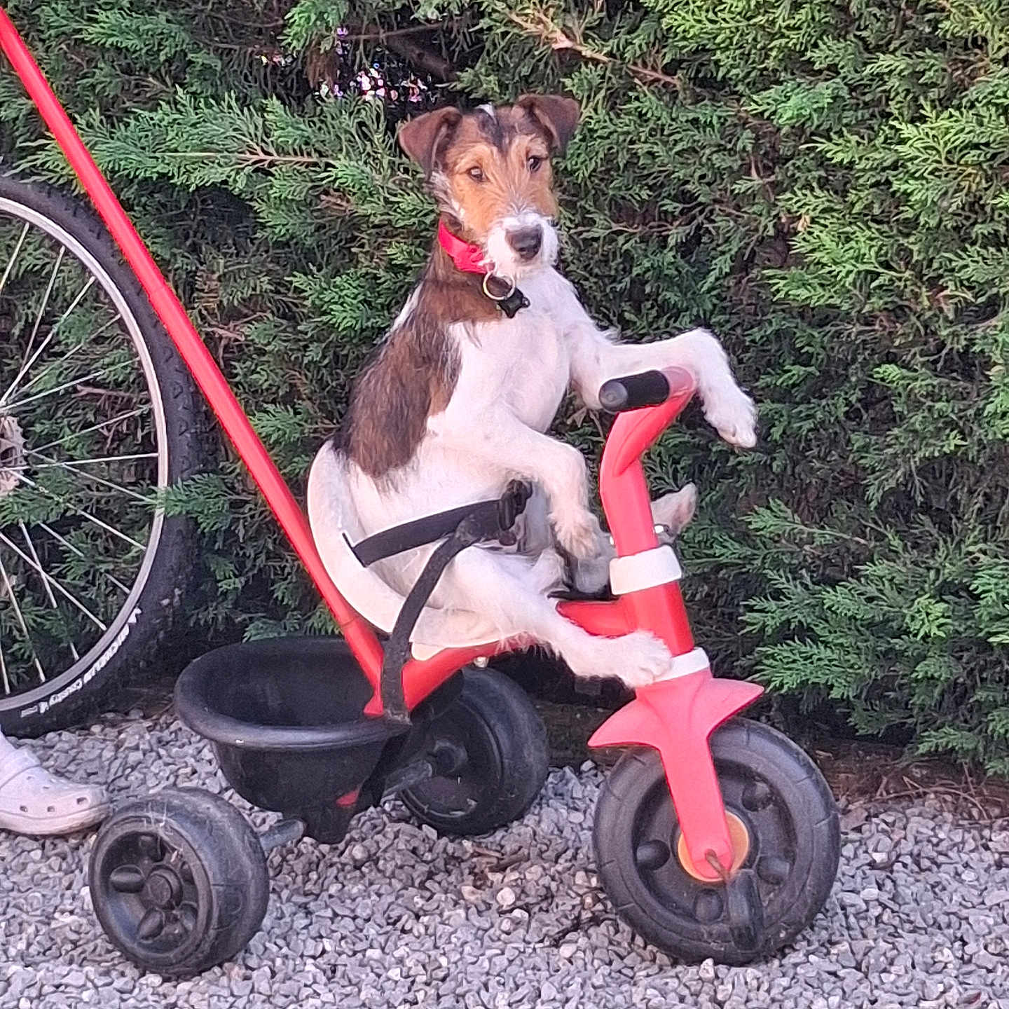 Azuela a rejoint le concours — aidez-le/la à gagner de superbes lots ! dog, tricycle, greenery, bicycle_wheel, gravel, outdoor, pet, playful, red, black, white, collar, leisure, animal, grass, person_part, wheel, toy, summer, fun