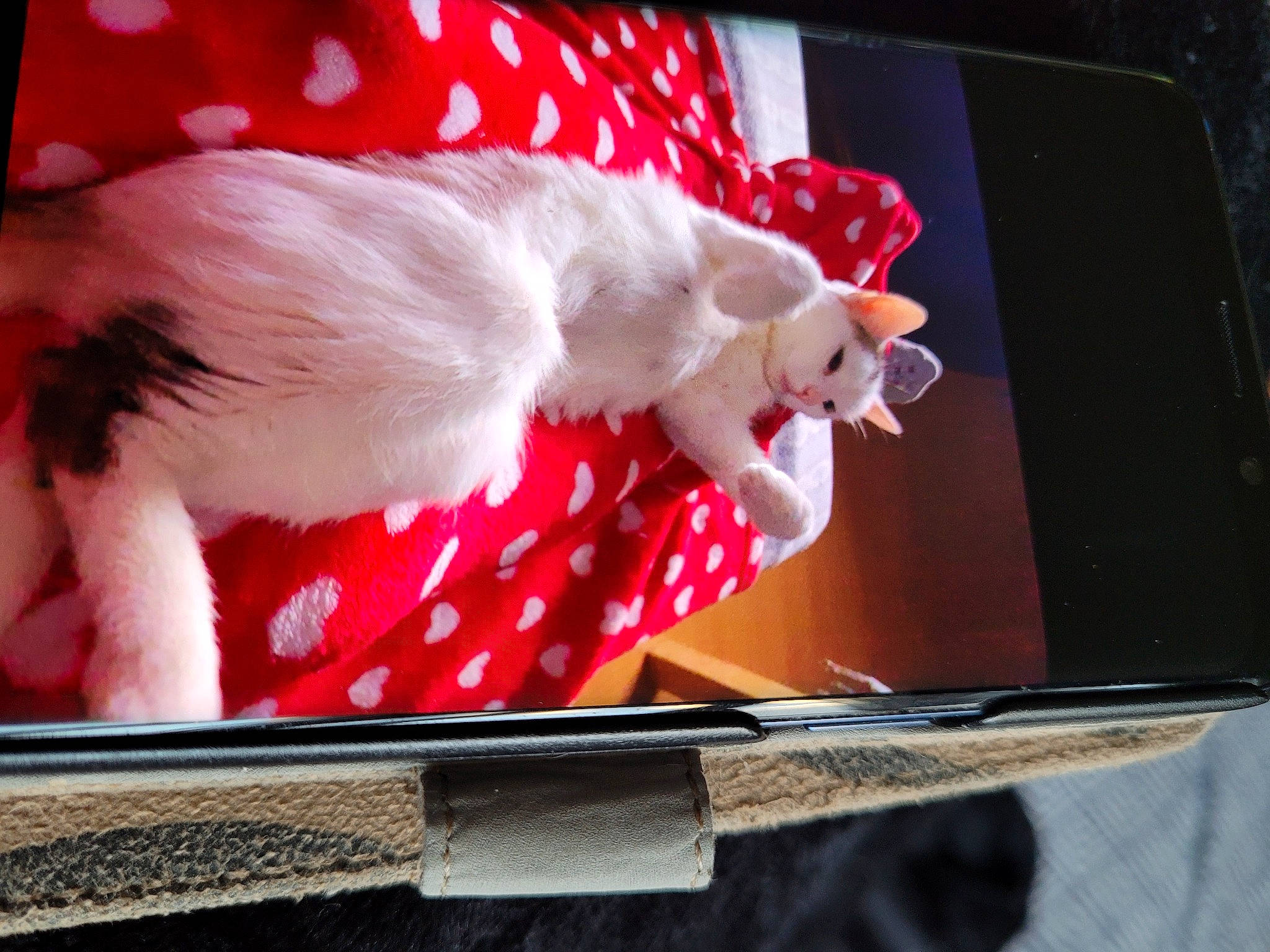 Pepette participe au concours pour gagner de l'argent avec cette photo : automotive_exterior, bumper, carmine, carnivore, cat, companion_dog, display_device, dress, fashion_accessory, felidae, flesh, fur, gesture, linens, magenta, rectangle, small_to_medium_sized_cats, tail, vertebrate, whiskers