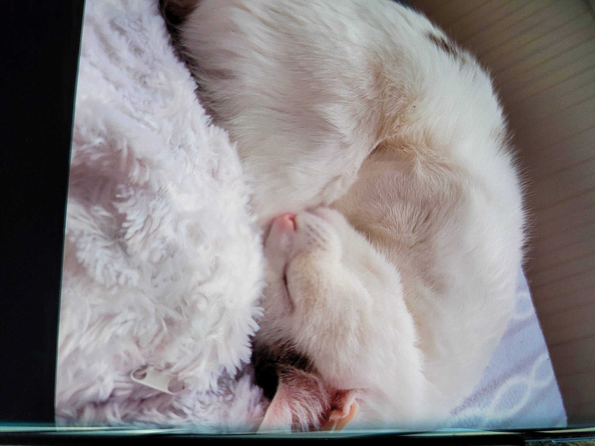 Pepette participe au concours pour gagner de l'argent avec cette photo : carnivore, cat, claw, comfort, felidae, foot, fur, linens, nap, paw, rectangle, small_to_medium_sized_cats, tail, whiskers