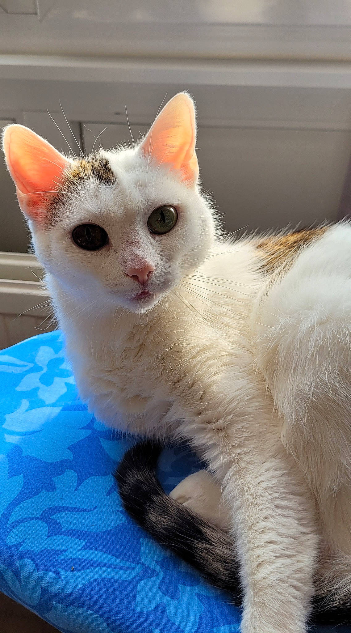 Pepette participe au concours pour gagner de l'argent avec cette photo : carnivore, cat, claw, domestic_short_haired_cat, felidae, fur, paw, small_to_medium_sized_cats, tail, terrestrial_animal, whiskers