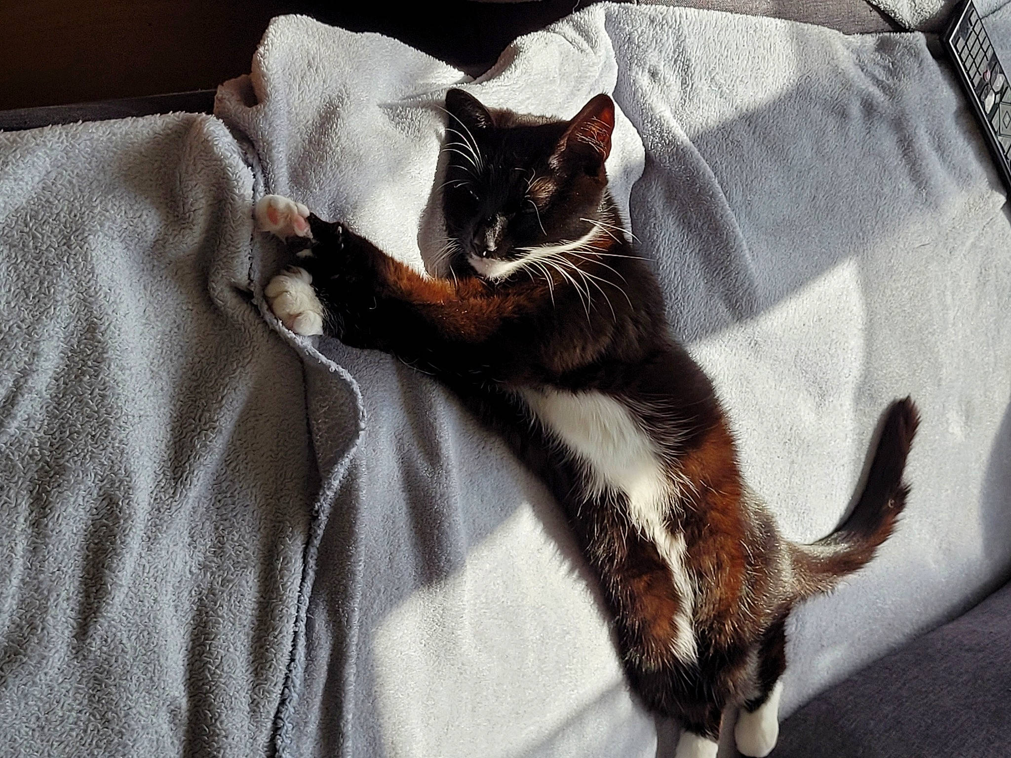 Minie participe au concours pour gagner de l'argent avec cette photo : bag, bed, black_cat, carnivore, cat, cat_supply, claw, comfort, domestic_short_haired_cat, felidae, fur, grey, linens, luggage_and_bags, paw, sleeve, small_to_medium_sized_cats, snout, tail, whiskers