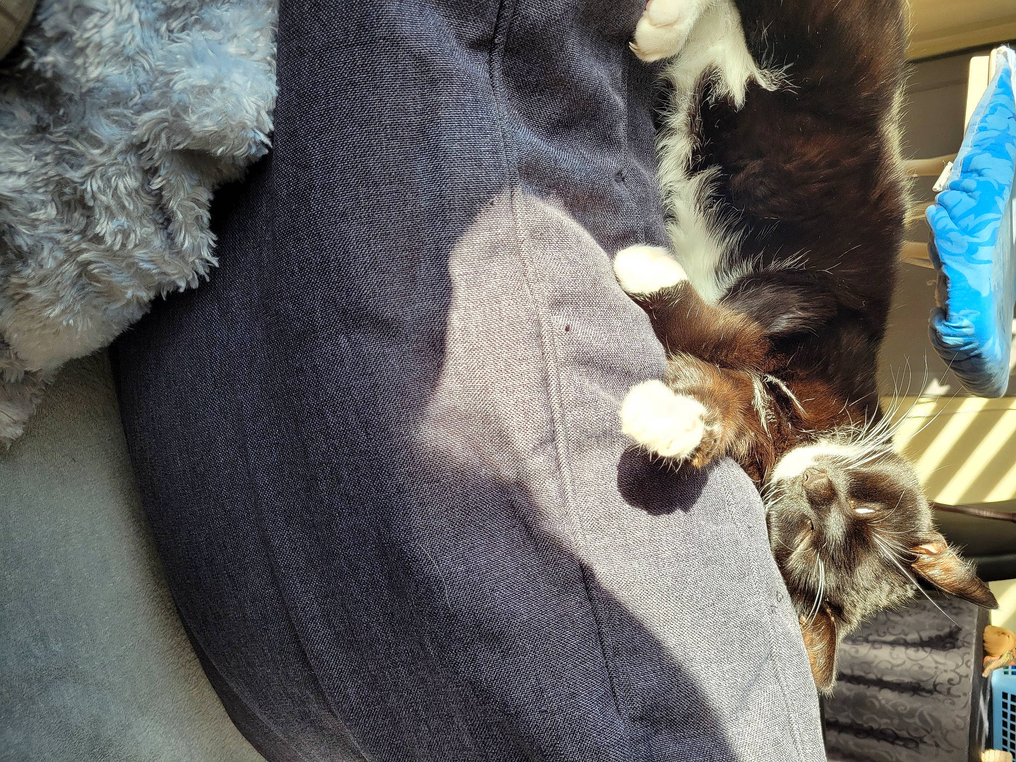 Minie a rejoint le concours — aidez-le/la à gagner de superbes lots ! canidae, carnivore, cat, claw, comfort, companion_dog, dog_breed, domestic_short_haired_cat, felidae, fur, gesture, human_leg, linens, paw, small_to_medium_sized_cats, sporting_group, stuffed_toy, tail, whiskers, wool