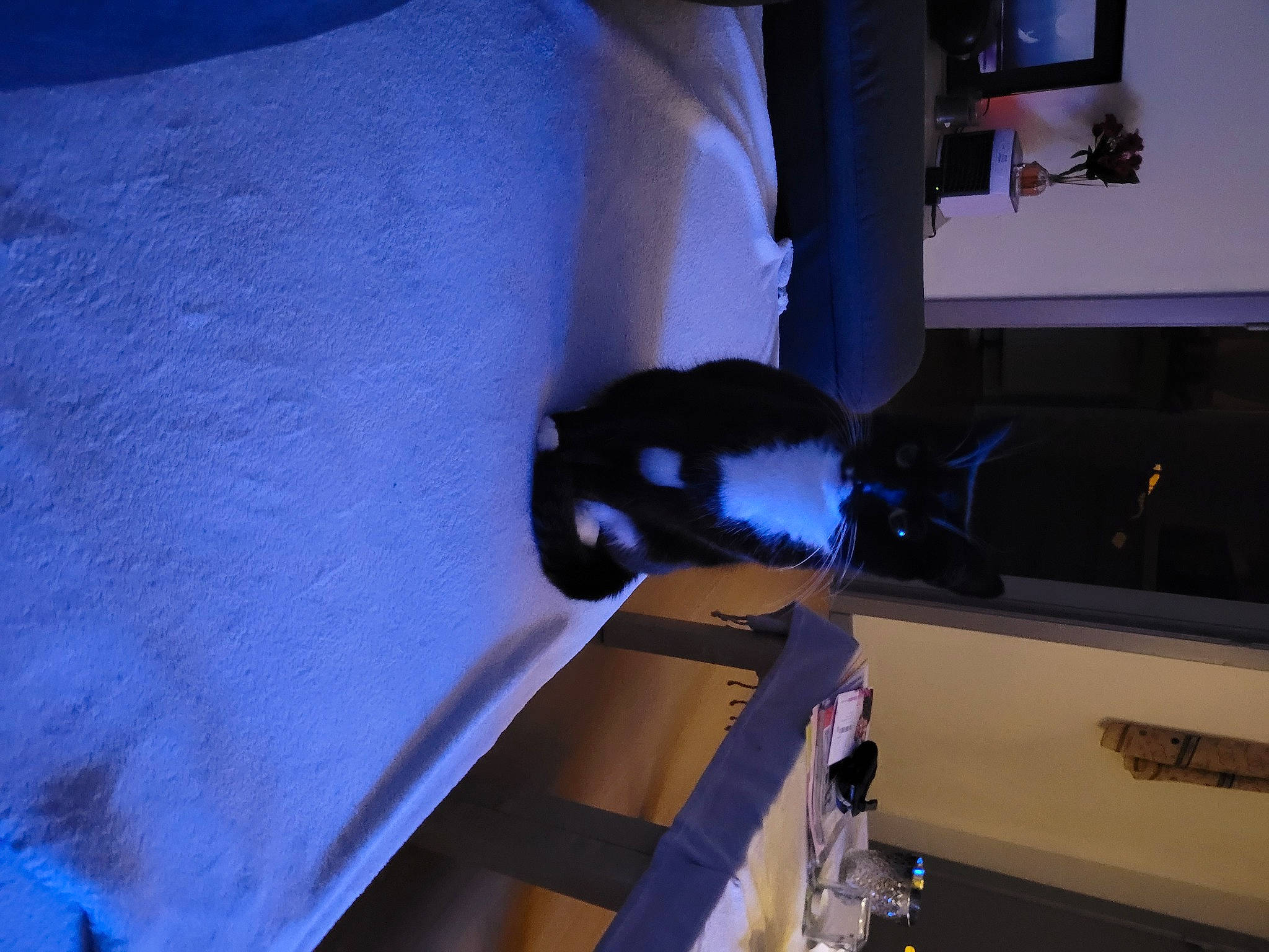 Minie participe au concours pour gagner de l'argent avec cette photo : comfort, elbow, electric_blue, flooring, fun, houseplant, interior_design, linens, machine, mammal, room, space, wood, wrist