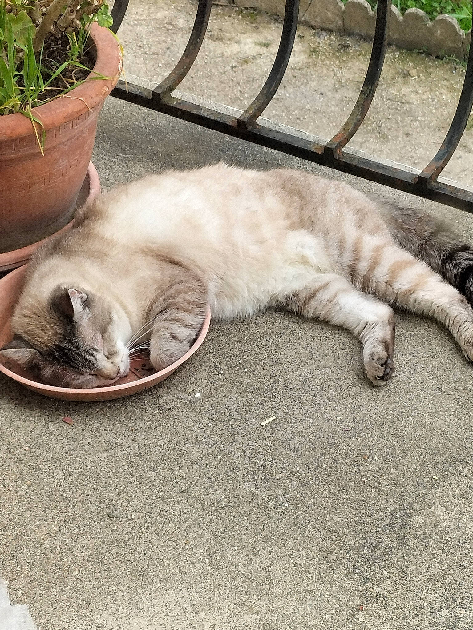 Sara participe au concours pour gagner de l'argent avec cette photo : carnivore, cat, claw, comfort, domestic_short_haired_cat, fawn, felidae, fence, flooring, flowerpot, fur, grass, grey, houseplant, paw, plant, small_to_medium_sized_cats, snout, tail, whiskers