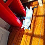 Uoumi a rejoint le concours — aidez-le/la à gagner de superbes lots ! cat, black_and_white, wooden_floor, sunlight, red_shelf, indoor, playful, pet, furniture, floorboards, relaxing, domestic, animal, curious, resting, sunbeam, home, paw, whiskers, cozy