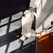 Uoumi participe au concours pour gagner de l'argent avec cette photo : cat, black_and_white, sunlight, shadow, floor, tile_floor, wood_floor, wall, relaxed, pet, indoor, animal, feline, lying_down, curious, whiskers, ears, green_eyes, domestic_cat, sunbeam
