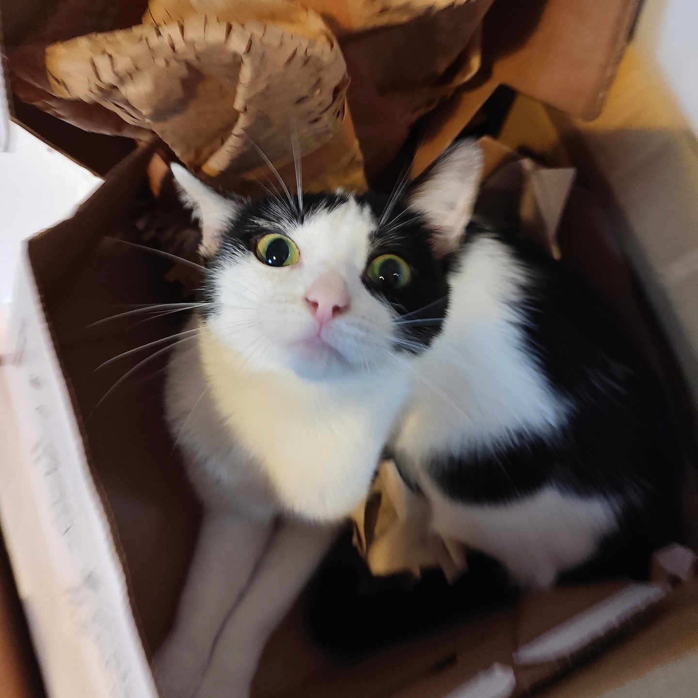 Uoumi participe au concours pour gagner de l'argent avec cette photo : alert, animal, black_and_white, box, cardboard_box, cat, cozy, crumpled_paper, curious, cute, domestic_cat, feline, fur, indoor, looking_up, pet, playful, sitting, whiskers, wide_eyes