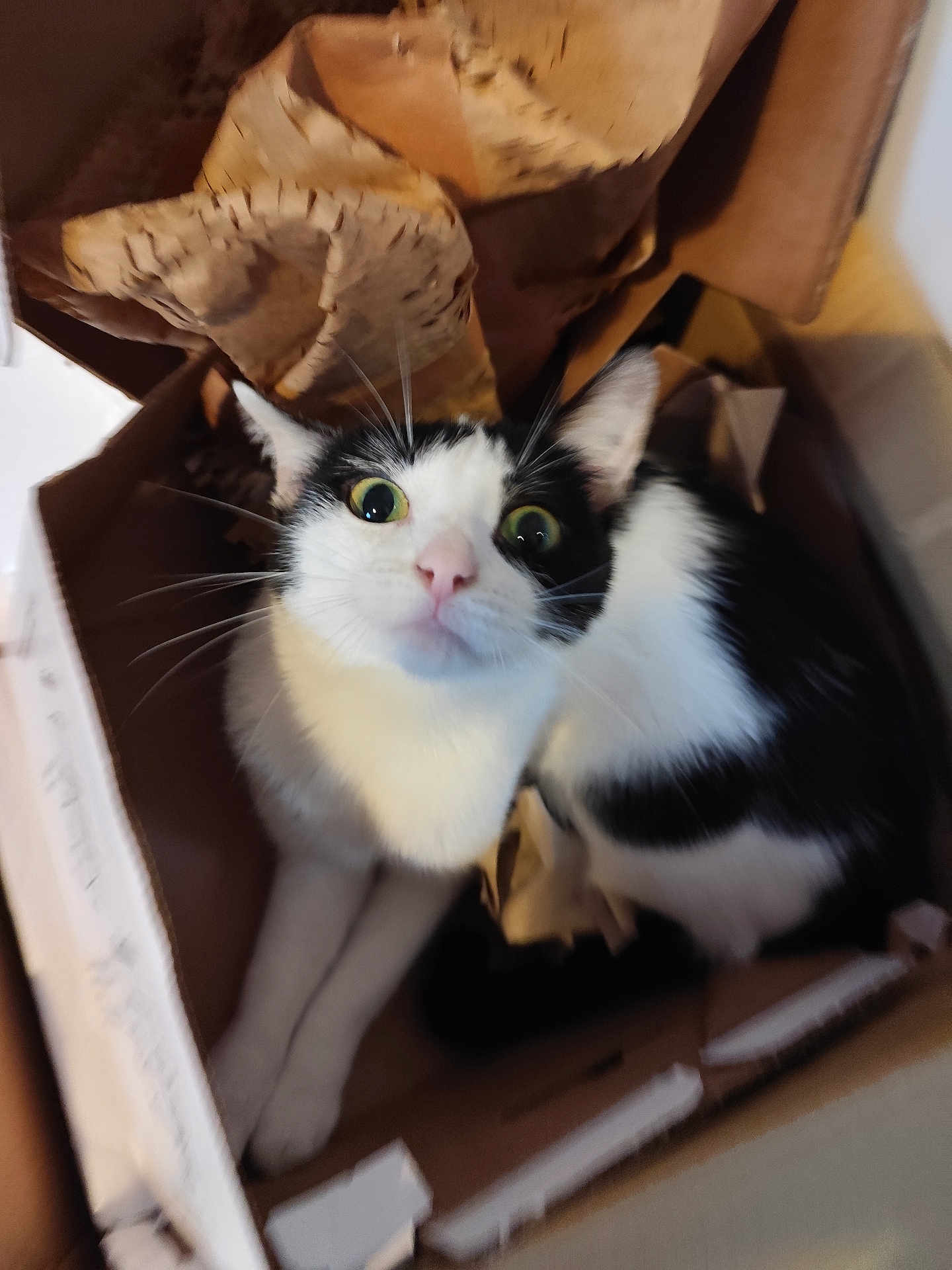 Uoumi participe au concours pour gagner de l'argent avec cette photo : cat, black_and_white, wide_eyes, cardboard_box, curious, pet, indoor, whiskers, fur, animal, cozy, crumpled_paper, box, looking_up, cute, domestic_cat, feline, playful, sitting, alert