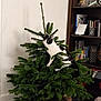 cat, christmas_tree, indoor, furniture, bookshelf, books, plush_toy, black_and_white_cat, plant, wood, floor, wall, shelf, toy, pet, branch, curious, animal, home, decor