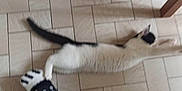 Uoumi a rejoint le concours — aidez-le/la à gagner de superbes lots ! cat, black_and_white, stretching, floor, tile_floor, person, pants, skull_pattern, sock, footwear, indoor, chair_leg, wooden_chair, animal, pet, blur, motion, pattern, black_tail, white_fur