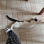 cat, black_and_white, stretching, floor, tile_floor, person, pants, skull_pattern, sock, footwear, indoor, chair_leg, wooden_chair, animal, pet, blur, motion, pattern, black_tail, white_fur