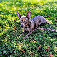 Harley is registered to the contest to win money with this photo: animal, bokeh, brown_fur, collar, dog, grass, greenery, lawn, leash, leaves, lying_down, nature, outdoor, park, pet, pointy_ears, portrait, short_hair, small_dog, sunlight