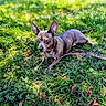 dog, small_dog, outdoor, grass, park, lawn, leash, collar, pet, animal, pointy_ears, short_hair, brown_fur, lying_down, nature, sunlight, greenery, leaves, bokeh, portrait