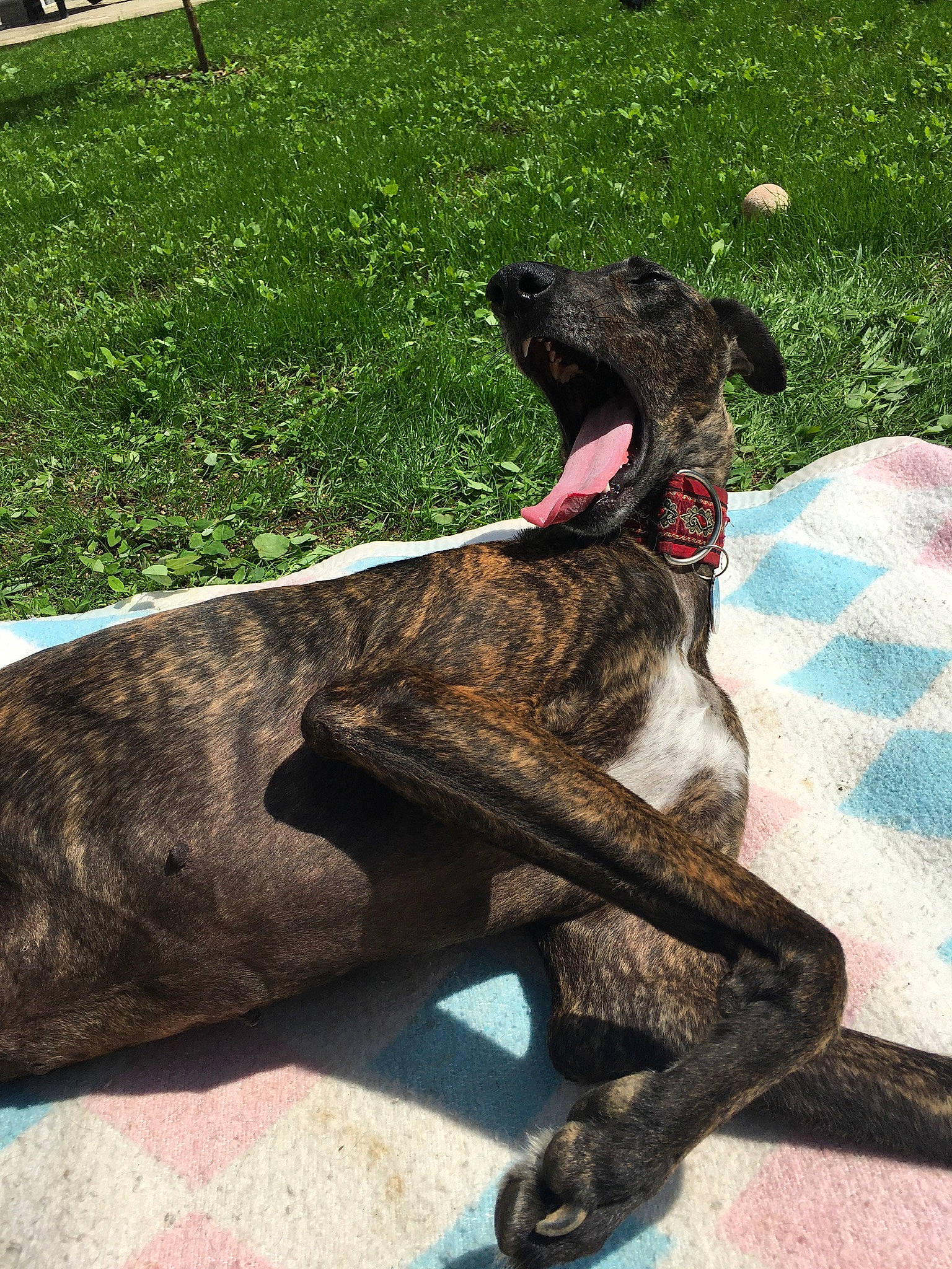 Maya a rejoint le concours — aidez-le/la à gagner de superbes lots ! alaunt, canidae, carnivore, companion_dog, dog, dog_breed, galgo_espanol, great_dane, greyhound, guard_dog, lurcher, magyar_agar, mammal, plant, plott_hound, rare_breed_dog, sporting_group, tail, treeing_tennessee_brindle, vertebrate