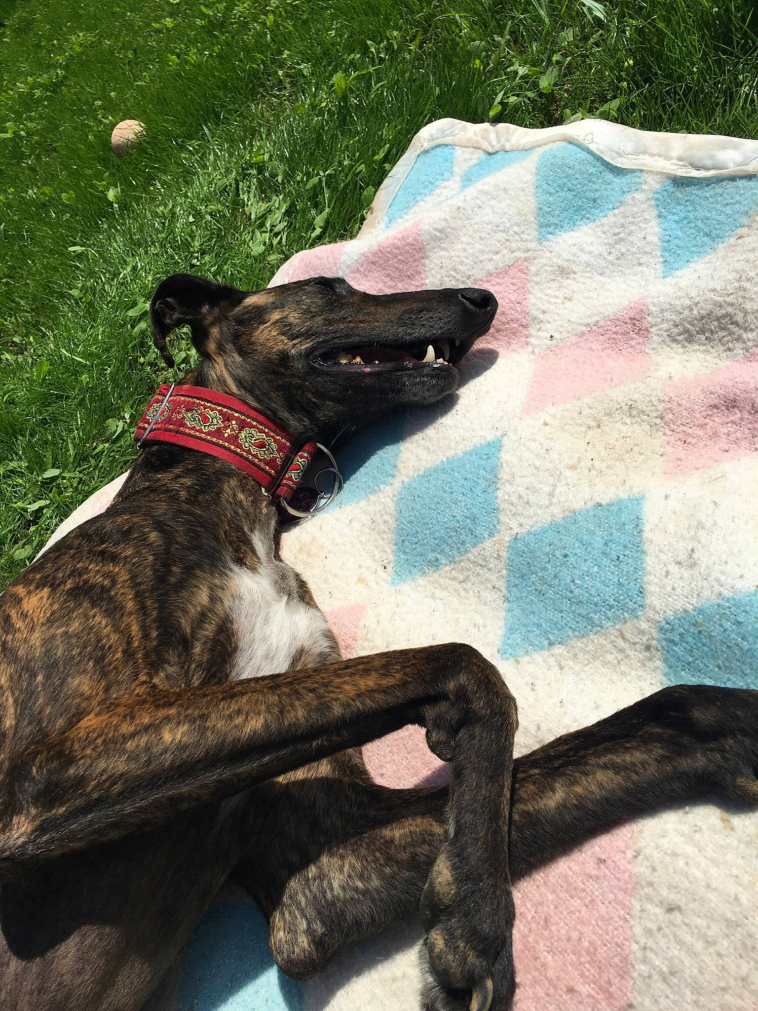 Maya participe au concours pour gagner de l'argent avec cette photo : alaunt, american_pit_bull_terrier, american_staffordshire_terrier, canidae, carnivore, collar, companion_dog, dog, dog_breed, dog_collar, dutch_shepherd_dog, galgo_espanol, leash, lurcher, mountain_cur, non_sporting_group, snout, staffordshire_bull_terrier, tail