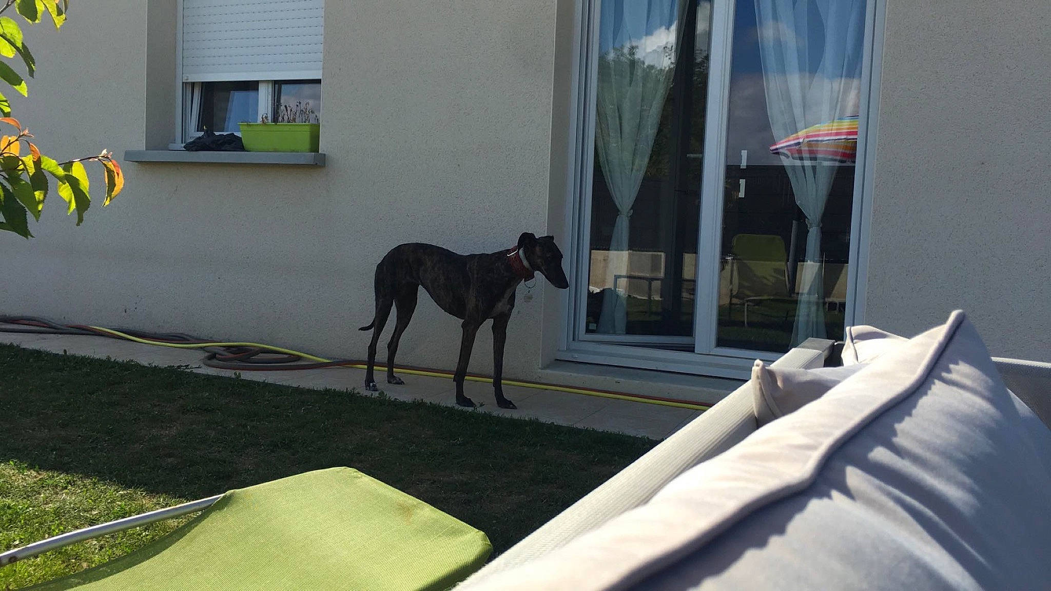 Maya a rejoint le concours — aidez-le/la à gagner de superbes lots ! canidae, carnivore, dog, dog_breed, floor, greyhound, guard_dog, house, interior_design, room, whippet, window, window_covering, window_treatment