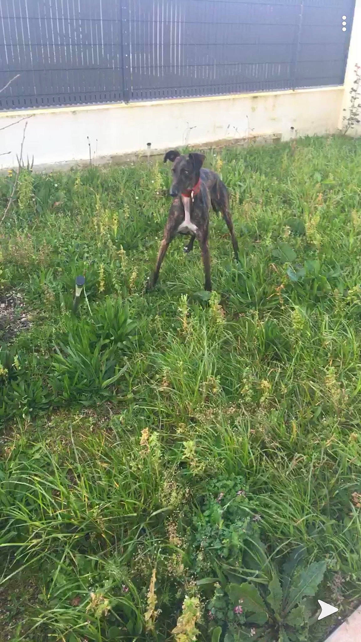 Maya a rejoint le concours — aidez-le/la à gagner de superbes lots ! boxer, canidae, carnivore, dog, dog_breed, german_shorthaired_pointer, grass, hunting_dog, lurcher, plant, pointer, pointing_breed, sporting_group
