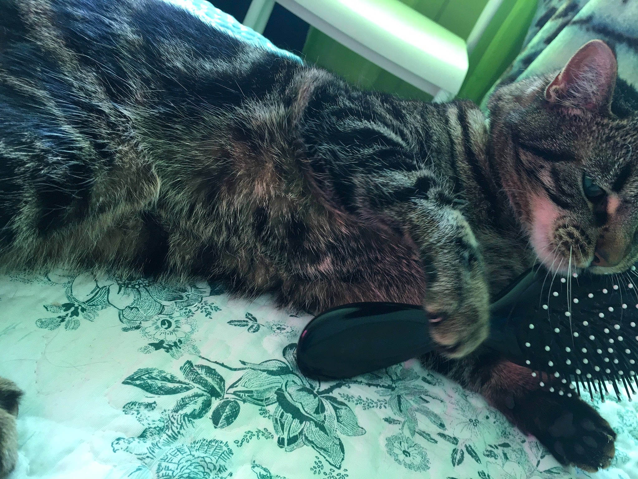 Mimosa a rejoint le concours — aidez-le/la à gagner de superbes lots ! american_shorthair, asian, california_spangled, carnivore, cat, domestic_short_haired_cat, dragon_li, egyptian_mau, european_shorthair, felidae, fur, ocicat, organism, pixie_bob, small_to_medium_sized_cats, snout, tabby_cat, tail, whiskers, wild_cat