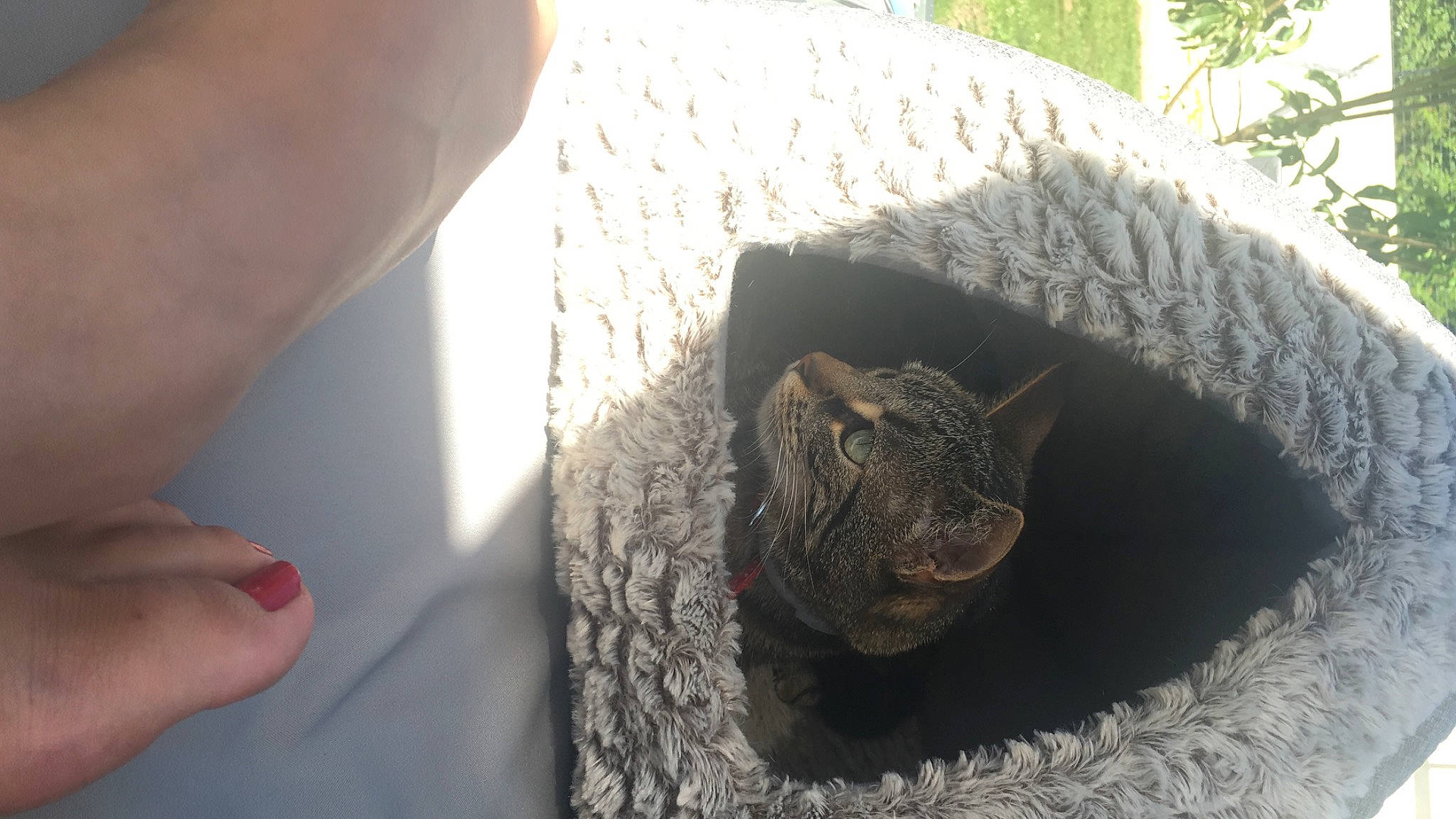 Mimosa participe au concours pour gagner de l'argent avec cette photo : finger, hand, snout