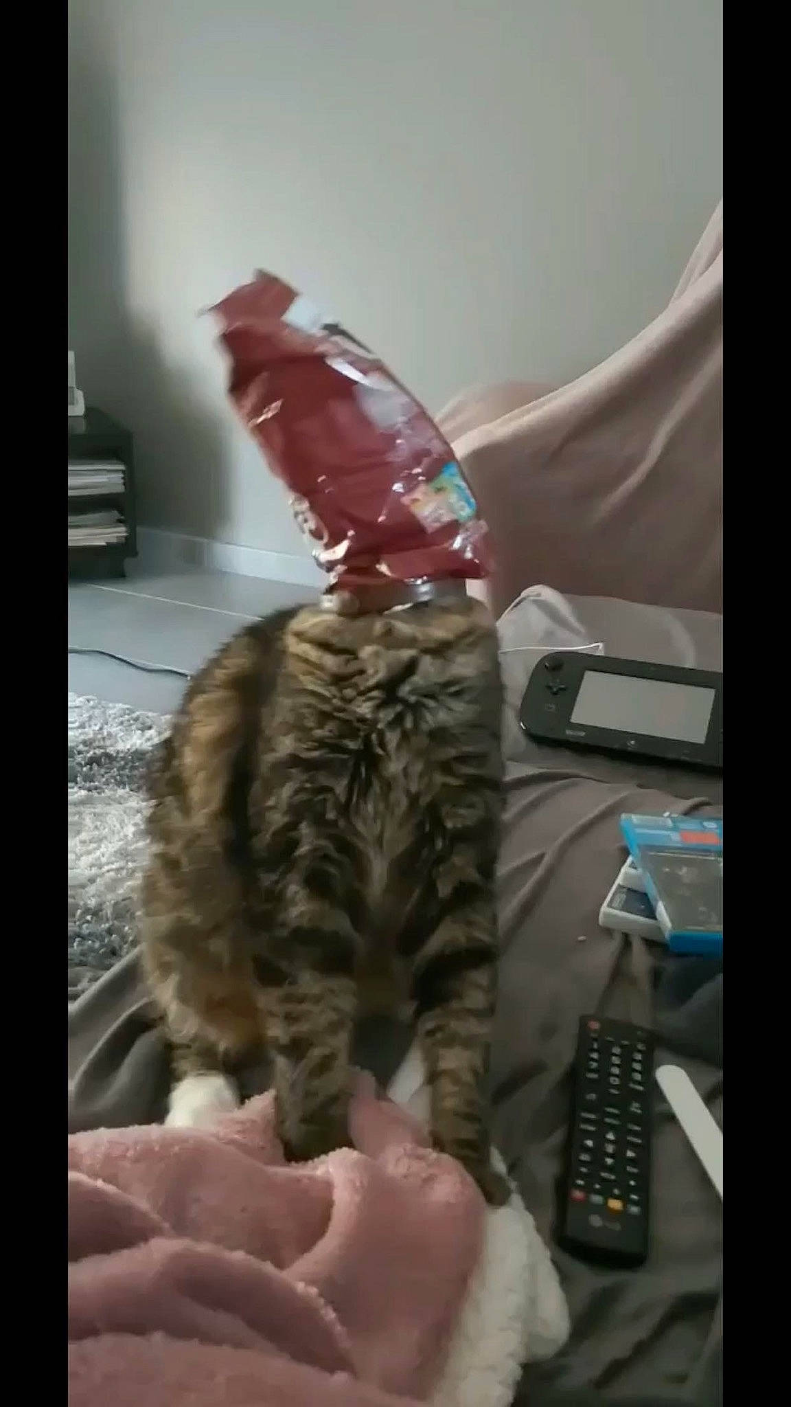 Tareco participe au concours pour gagner de l'argent avec cette photo : american_curl, american_shorthair, asian, carnivore, cat, domestic_short_haired_cat, dragon_li, european_shorthair, felidae, fur, kitten, maine_coon, pixie_bob, small_to_medium_sized_cats, snout, tabby_cat, tail, whiskers