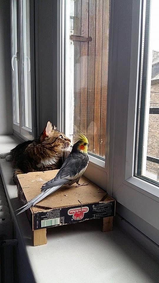 Tareco participe au concours pour gagner de l'argent avec cette photo : beak, bird, floor, interior_design, perching_bird, room, window, wood