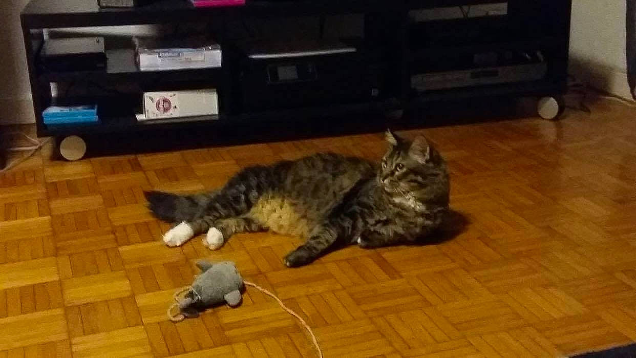 Tareco a rejoint le concours — aidez-le/la à gagner de superbes lots ! american_shorthair, carnivore, cat, domestic_short_haired_cat, dragon_li, european_shorthair, felidae, floor, flooring, fur, hardwood, kitten, mammal, small_to_medium_sized_cats, snapshot, snout, tabby_cat, vertebrate, whiskers, wood