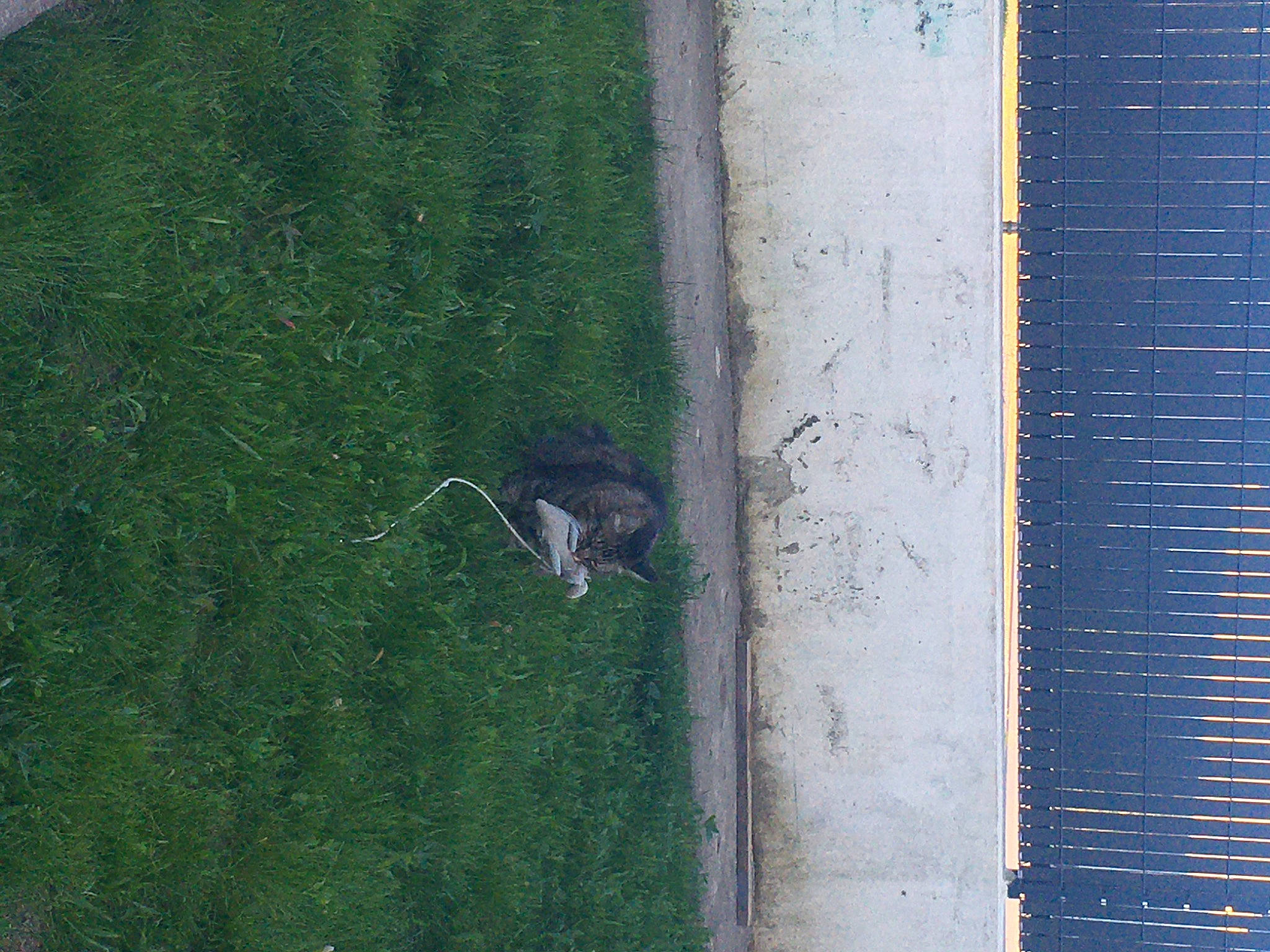 Tareco participe au concours pour gagner de l'argent avec cette photo : grass, green