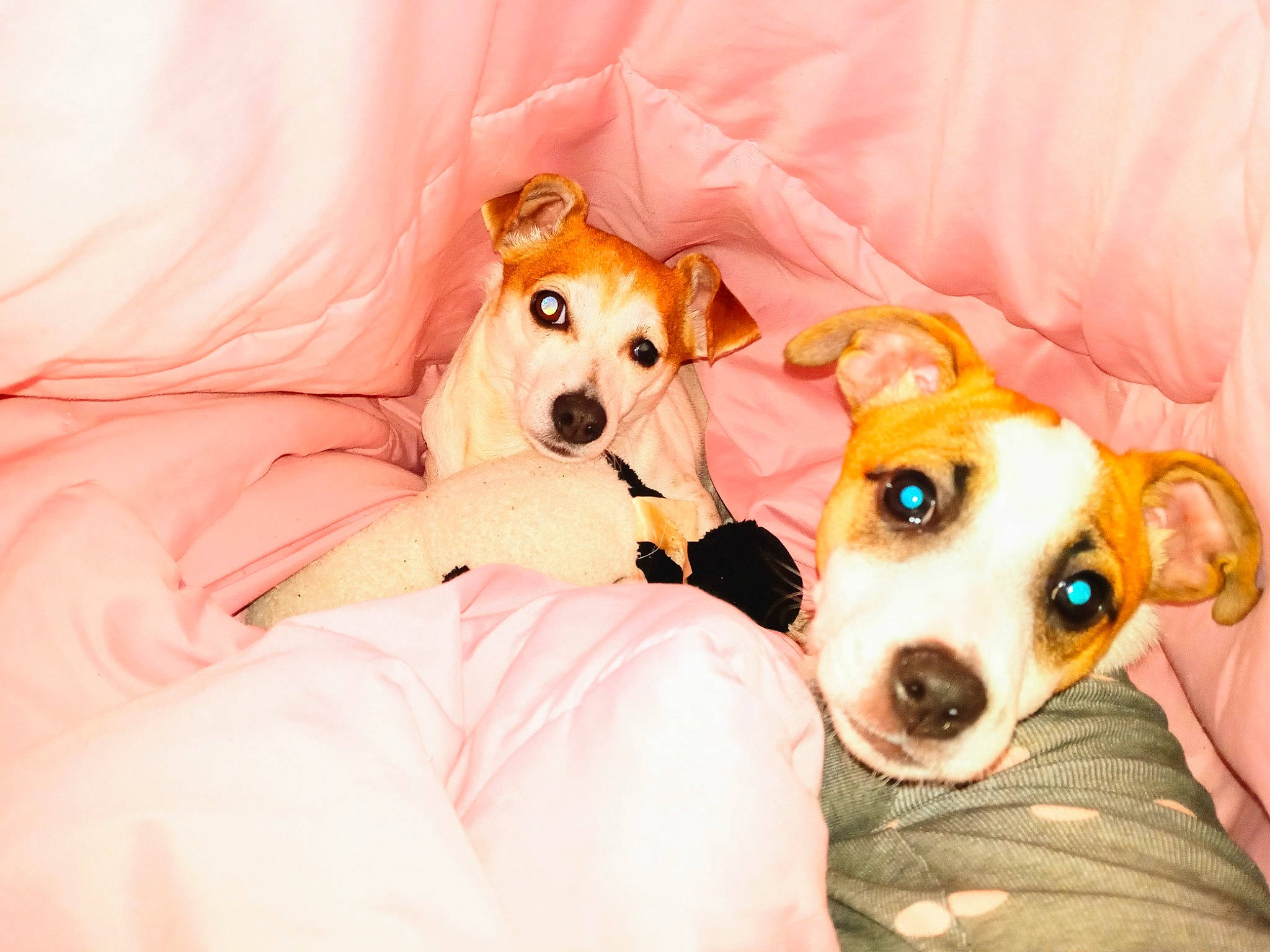 Mary Catherine is registered to the contest to win money with this photo: bed, canidae, carnivore, collar, comfort, companion_dog, dog, dog_breed, dog_collar, dog_supply, fawn, fur, happy, linens, snout, sporting_group, stuffed_toy, toy, whiskers, working_animal