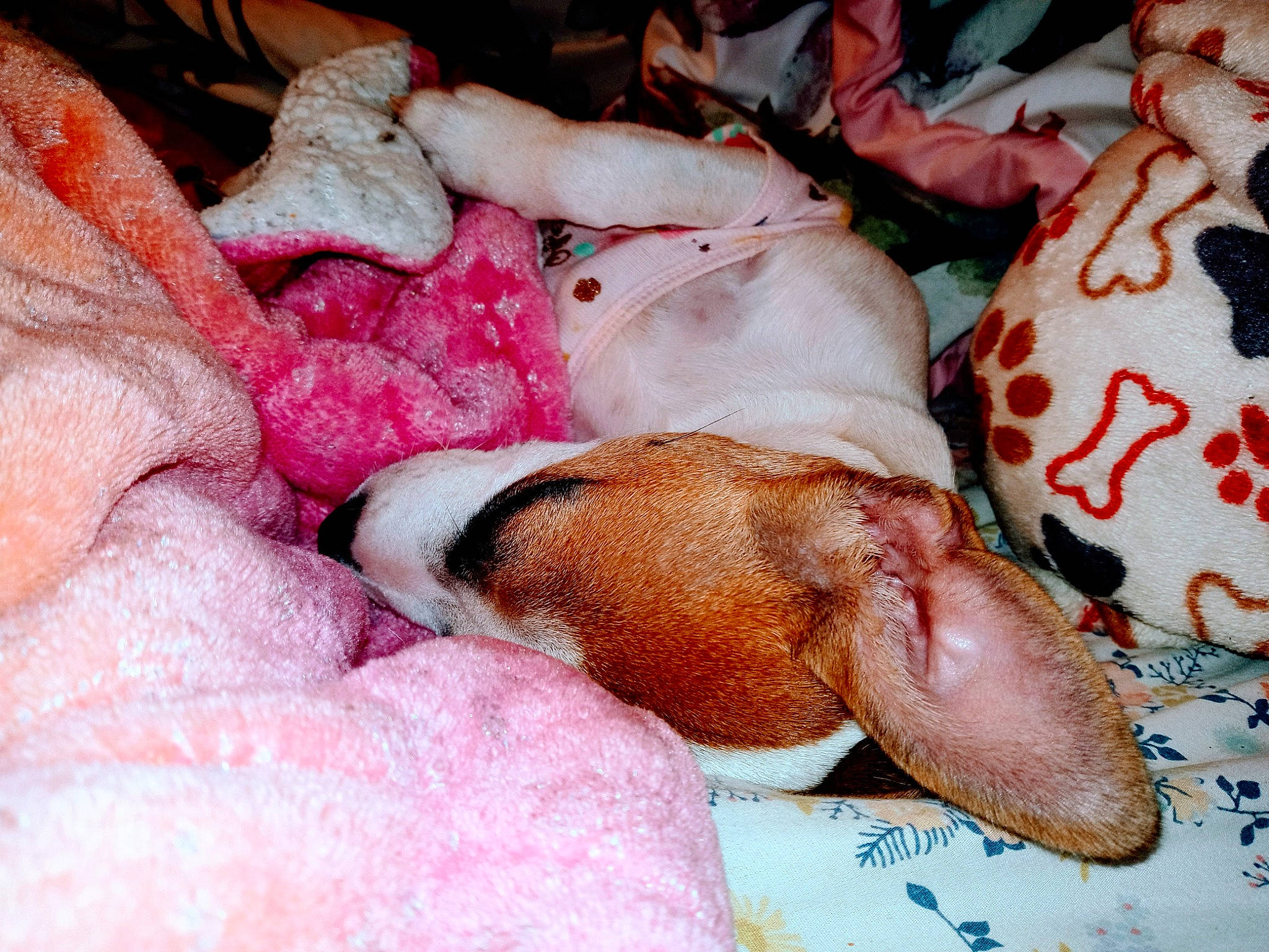 Mary Catherine joined the competition — help win amazing prizes! blanket, carmine, comfort, companion_dog, dog_breed, event, fawn, flesh, foot, fur, human_leg, leg, linens, liver, nap, pattern, pink, sleep, terrestrial_animal, thigh