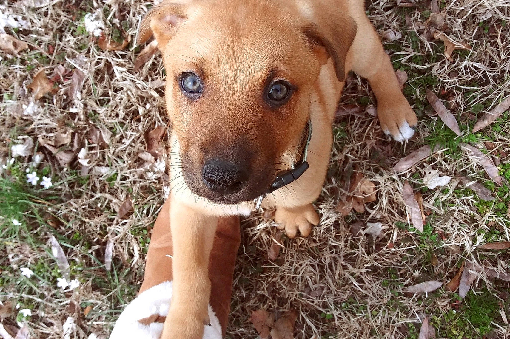 Cooper is registered to the contest to win money with this photo: carnivore, companion_dog, dog, dog_breed, fawn, grass, plant, soil, sporting_group, terrestrial_animal, whiskers, working_animal