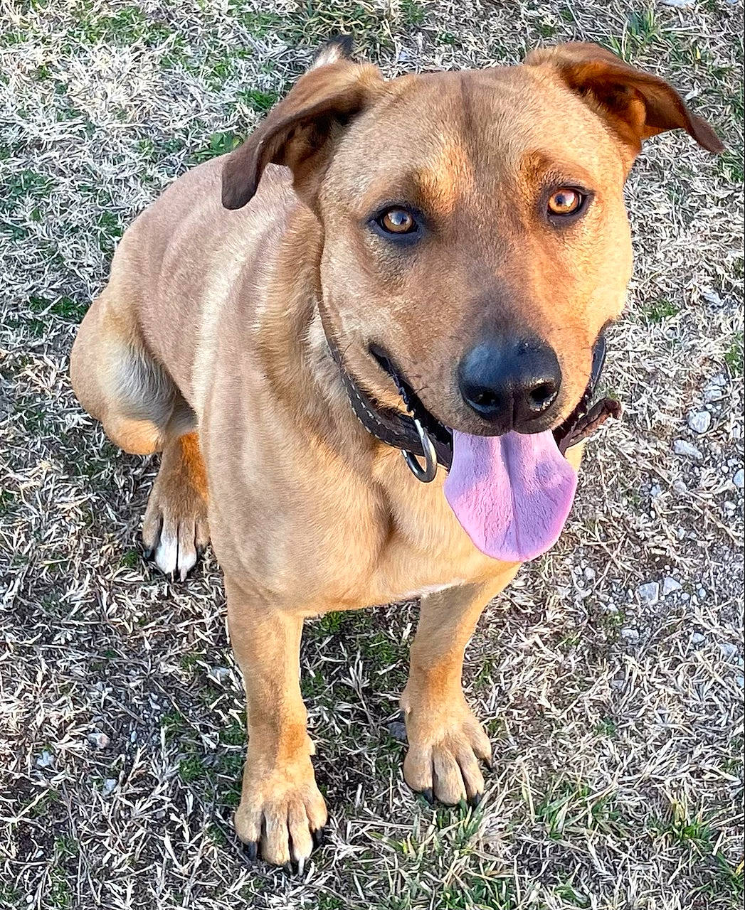 Cooper joined the competition — help win amazing prizes! canidae, carnivore, collar, companion_dog, dog, dog_breed, dog_collar, dog_supply, fawn, grass, guard_dog, hunting_dog, paw, pet_supply, plant, snout, sporting_group, whiskers, working_animal, working_dog