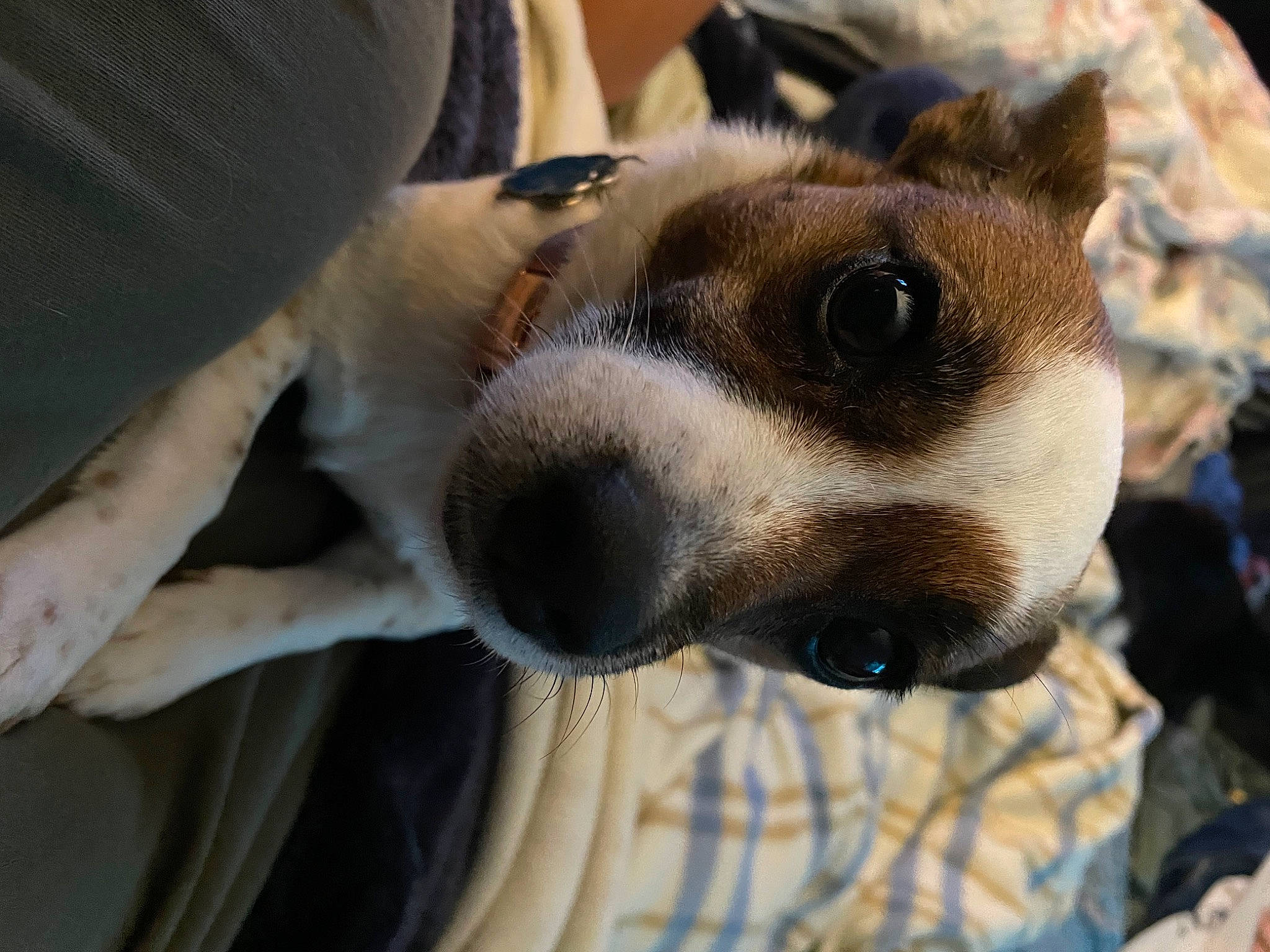 Zoey is registered to the contest to win money with this photo: ancient_dog_breeds, canidae, carnivore, collar, companion_dog, dog, dog_breed, dog_collar, ear, fawn, fur, non_sporting_group, paw, puppy, snout, sporting_group, street_dog, terrestrial_animal, whiskers