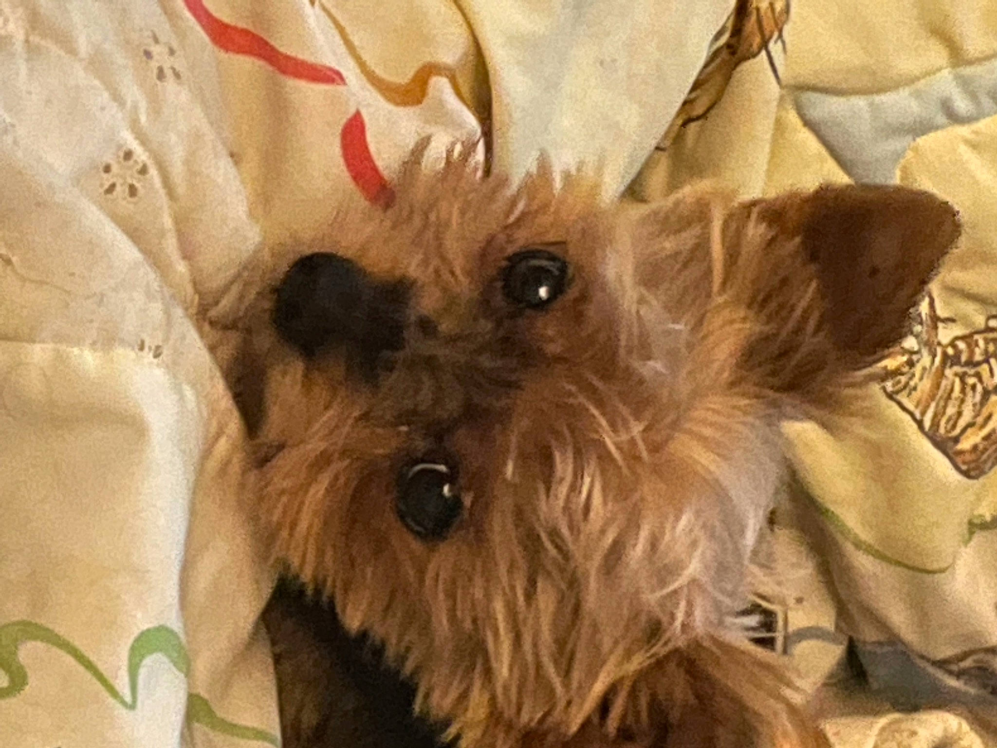 Lola is registered to the contest to win money with this photo: canidae, carnivore, companion_dog, dog, dog_breed, fawn, fur, liver, small_terrier, snout, sporting_group, toy, toy_dog, working_animal, yorkipoo