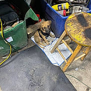 Bruiser joined the competition — help win amazing prizes! blue_bin, bottle, canister, concrete_floor, dirt, dog, garage, green_bin, harness, looking_up, metal_part, plastic_bin, puppy, rubber_mat, small_dog, stool, toolbox, towel, wooden_plank, work_boot