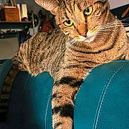 Copper joined the competition — help win amazing prizes! animal, blue, cat, couch, domestic, ears, eyes, feline, furniture, household, indoor, leather, living_room, paw, pet, relaxed, resting, striped, tabby, whiskers