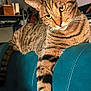 animal, blue, cat, couch, domestic, ears, eyes, feline, furniture, household, indoor, leather, living_room, paw, pet, relaxed, resting, striped, tabby, whiskers