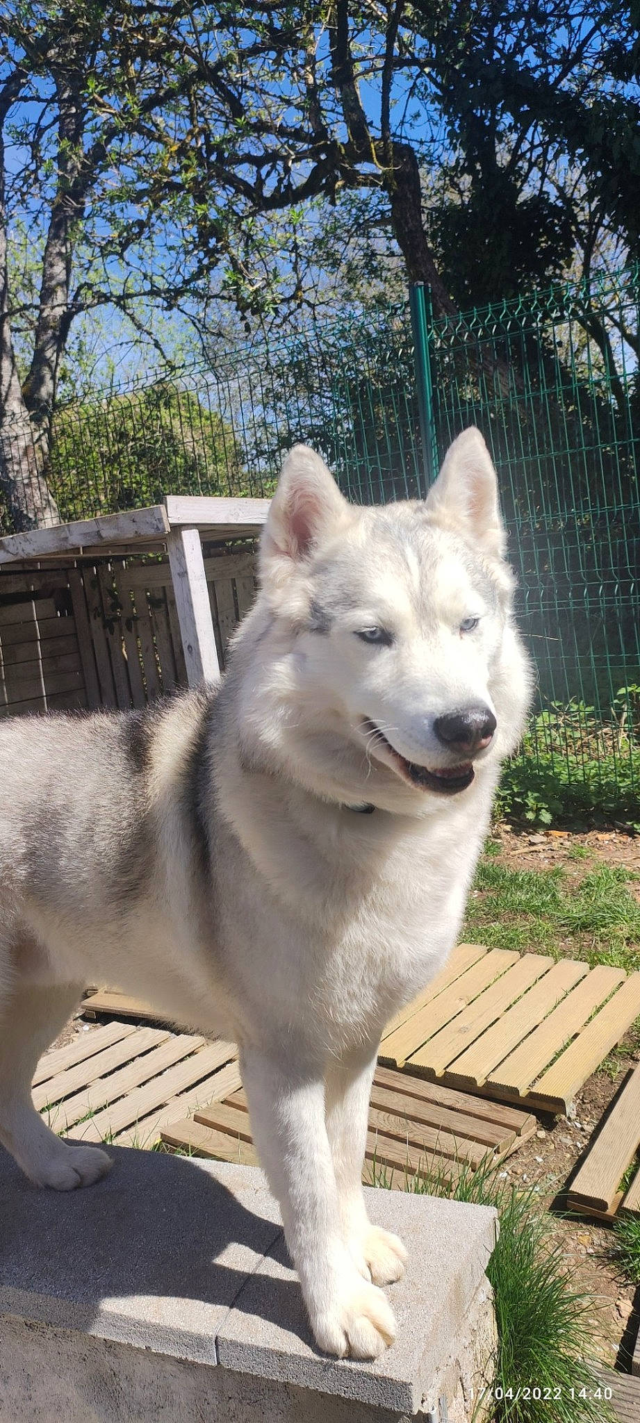 Nenka participe au concours pour gagner de l'argent avec cette photo : canidae, canis, carnivore, companion_dog, dog, dog_breed, fang, fawn, fur, pet_supply, plant, sky, snout, sporting_group, tail, terrestrial_animal, tree, wolf, working_animal, working_dog